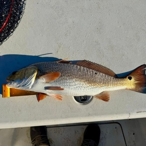 Home - Krazy Kjun InShore Charters